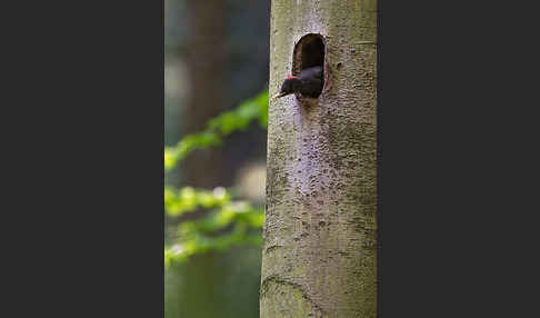 Schwarzspecht (Dryocopus martius)