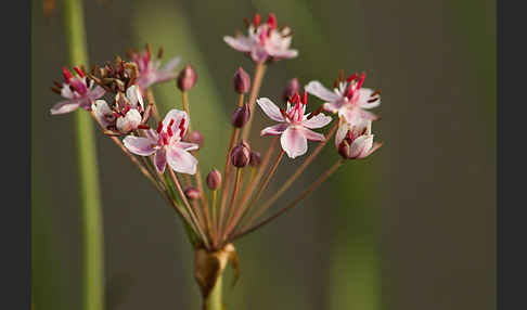 Schwanenblume (Butomus umbellatus)