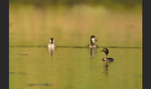 Schwarzhalstaucher (Podiceps nigricollis)