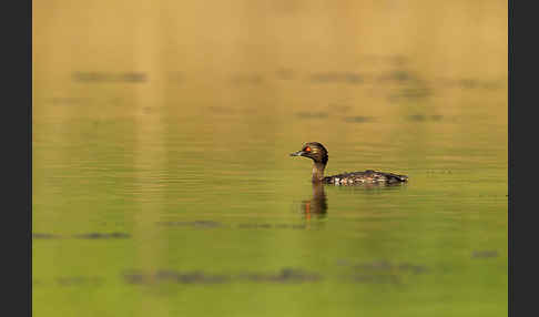 Schwarzhalstaucher (Podiceps nigricollis)