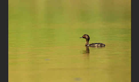 Schwarzhalstaucher (Podiceps nigricollis)