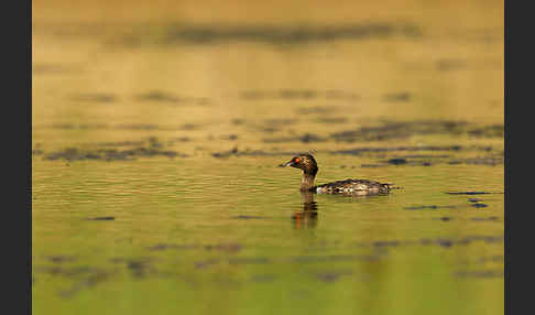 Schwarzhalstaucher (Podiceps nigricollis)