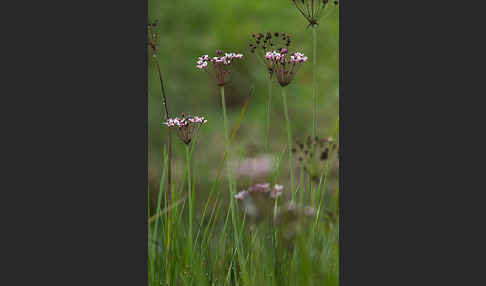 Schwanenblume (Butomus umbellatus)