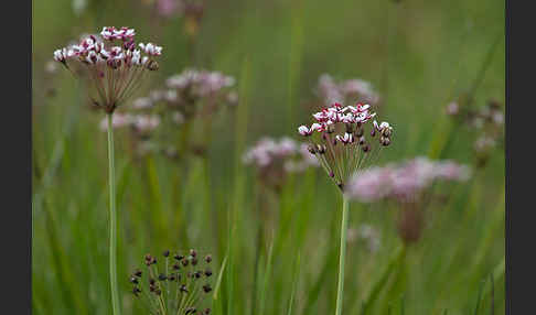 Schwanenblume (Butomus umbellatus)