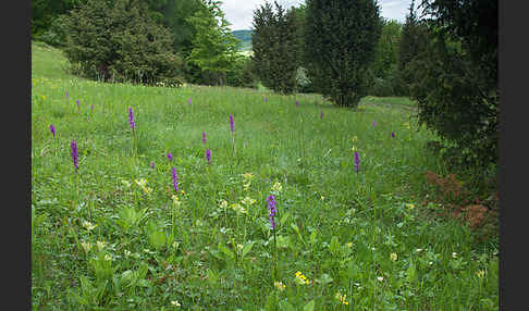 Manns-Knabenkraut (Orchis mascula)