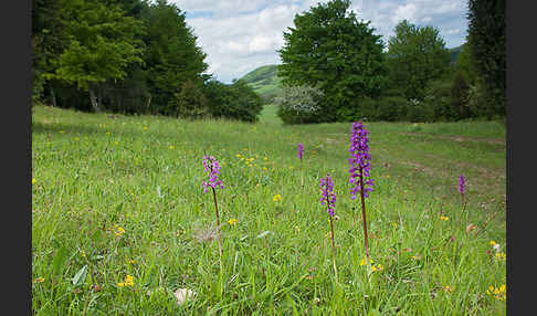 Manns-Knabenkraut (Orchis mascula)