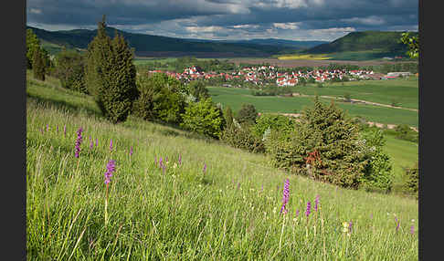 Manns-Knabenkraut (Orchis mascula)