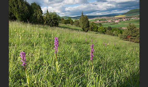 Manns-Knabenkraut (Orchis mascula)