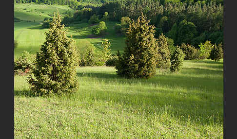 Thüringen (Thuringia)