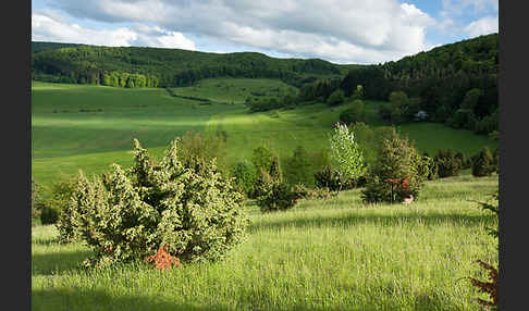 Thüringen (Thuringia)