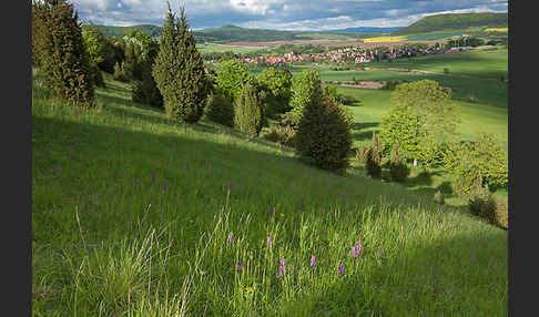 Manns-Knabenkraut (Orchis mascula)