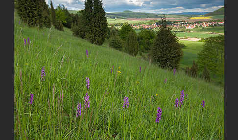 Manns-Knabenkraut (Orchis mascula)