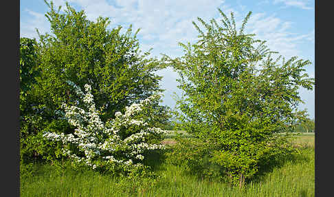 Weißdorn (Crataegus spec.)