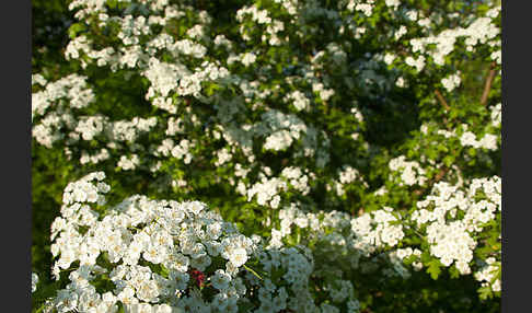 Weißdorn (Crataegus spec.)