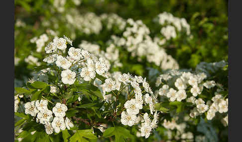 Weißdorn (Crataegus spec.)