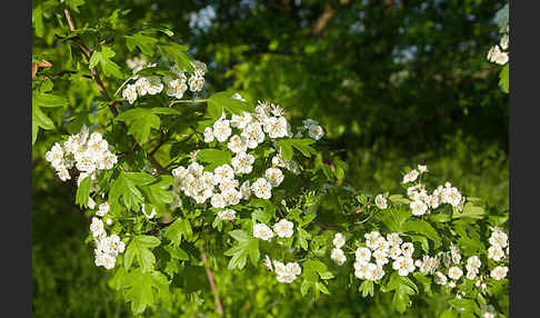 Weißdorn (Crataegus spec.)