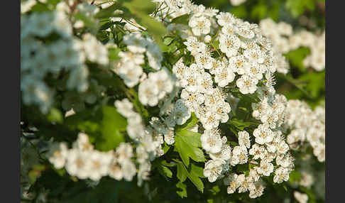 Weißdorn (Crataegus spec.)