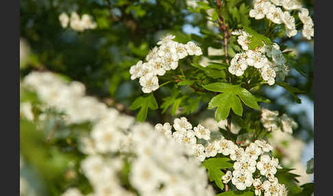 Weißdorn (Crataegus spec.)