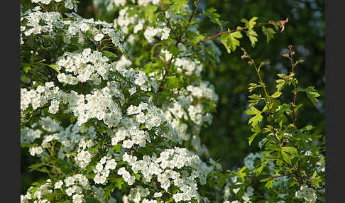 Weißdorn (Crataegus spec.)