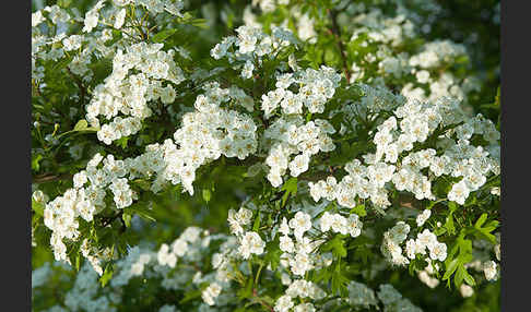 Weißdorn (Crataegus spec.)