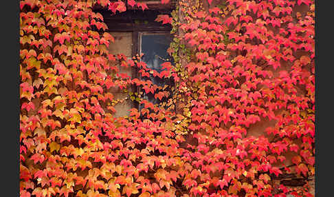 Wilder Wein (Parthenocissus spec.)