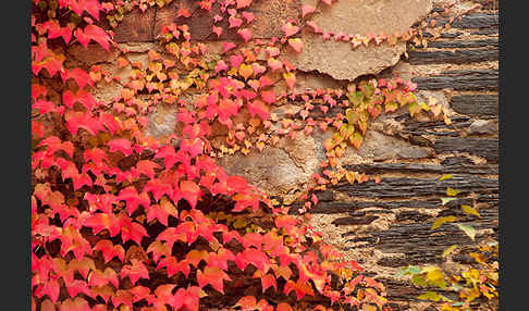 Wilder Wein (Parthenocissus spec.)