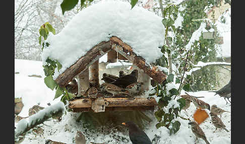 Amsel (Turdus merula)