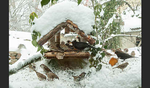 Amsel (Turdus merula)