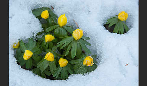 Winterling (Eranthis hyemalis)