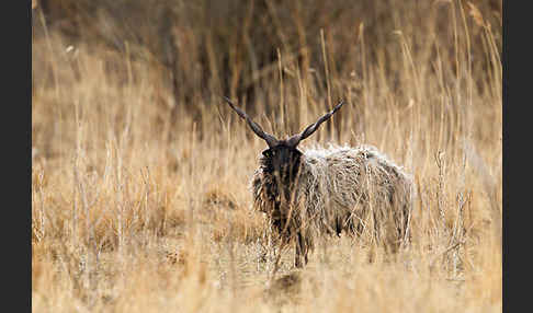 Zackelschaf (Ovis aries strepsiceros Hungaricus)