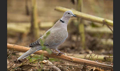 Türkentaube (Streptopelia decaocto)