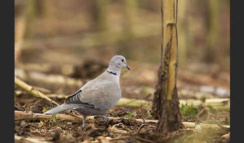 Türkentaube (Streptopelia decaocto)