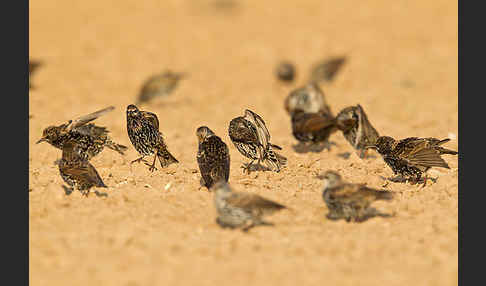 Star (Sturnus vulgaris)