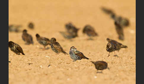 Star (Sturnus vulgaris)