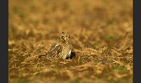 Sumpfohreule (Asio flammeus)