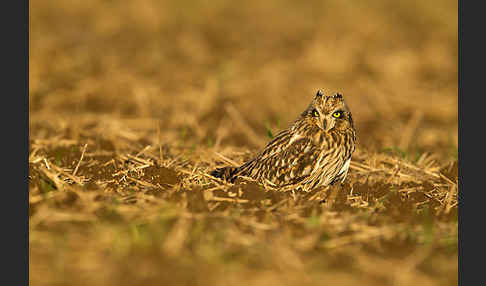 Sumpfohreule (Asio flammeus)