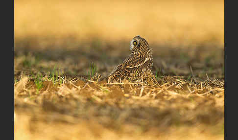 Sumpfohreule (Asio flammeus)