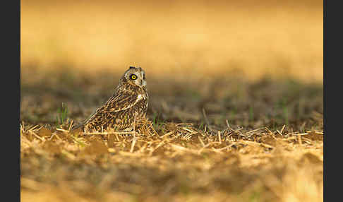 Sumpfohreule (Asio flammeus)