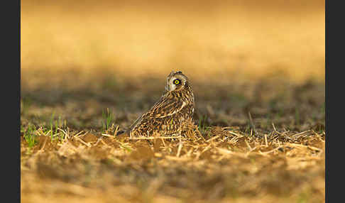 Sumpfohreule (Asio flammeus)