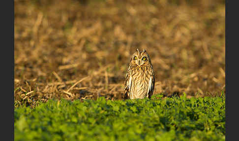 Sumpfohreule (Asio flammeus)