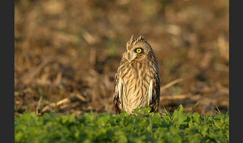 Sumpfohreule (Asio flammeus)