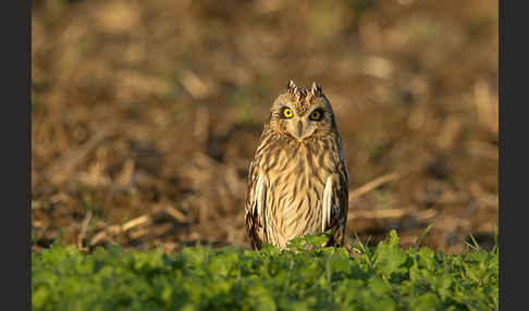 Sumpfohreule (Asio flammeus)