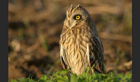 Sumpfohreule (Asio flammeus)