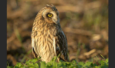 Sumpfohreule (Asio flammeus)