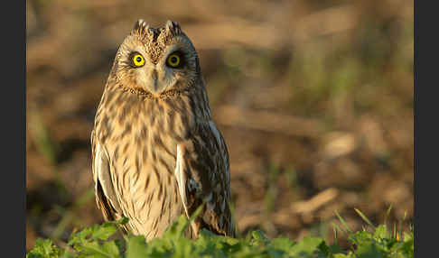 Sumpfohreule (Asio flammeus)