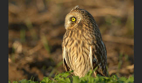 Sumpfohreule (Asio flammeus)