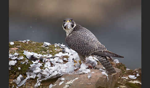 Wanderfalke (Falco peregrinus)