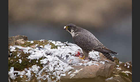 Wanderfalke (Falco peregrinus)