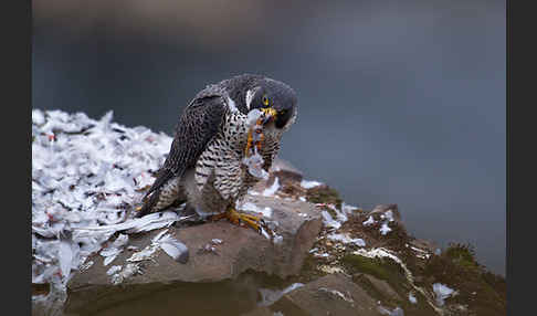 Wanderfalke (Falco peregrinus)