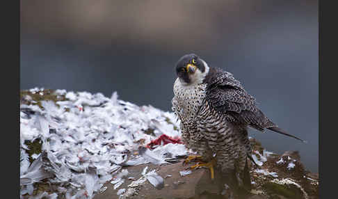 Wanderfalke (Falco peregrinus)